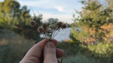 Bir el, yemyeşil bir zemin ve mavi gökyüzüne karşı küçük bir buket kır çiçeği ve tohum kafalar tutuyor. Kurumuş ve taze çiçeklerin karışımı doğayı, sessiz cazibeyi ve mevsimsel geçişi yakalar..