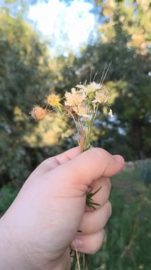 Bir el, yemyeşil bir zemin ve mavi gökyüzüne karşı küçük bir buket kır çiçeği ve tohum kafalar tutuyor. Kurumuş ve taze çiçeklerin karışımı doğayı, sessiz cazibeyi ve mevsimsel geçişi yakalar..