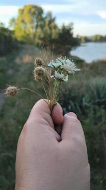 Bir el, yemyeşil bir zemin ve mavi gökyüzüne karşı küçük bir buket kır çiçeği ve tohum kafalar tutuyor. Kurumuş ve taze çiçeklerin karışımı doğayı, sessiz cazibeyi ve mevsimsel geçişi yakalar..