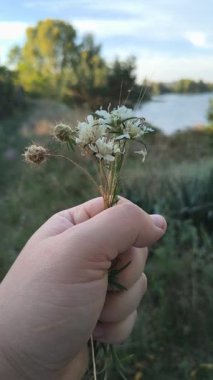 Bir el, yemyeşil bir zemin ve mavi gökyüzüne karşı küçük bir buket kır çiçeği ve tohum kafalar tutuyor. Kurumuş ve taze çiçeklerin karışımı doğayı, sessiz cazibeyi ve mevsimsel geçişi yakalar..