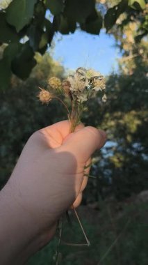 Bir el, yemyeşil bir zemin ve mavi gökyüzüne karşı küçük bir buket kır çiçeği ve tohum kafalar tutuyor. Kurumuş ve taze çiçeklerin karışımı doğayı, sessiz cazibeyi ve mevsimsel geçişi yakalar..