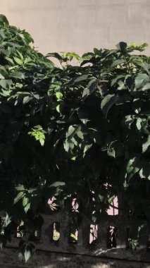 Yemyeşil sarmaşıklar desenli beton bir duvarın üzerinde çağlayarak doğayı kentsel tasarım ile harmanlıyor. Güneş ışığı, arkadaki bina ile sakin bir zıtlık yaratan canlı yaprakları vurguluyor..