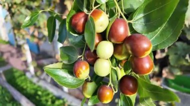 Bir el, parlak yeşil yapraklarla dalların üzerinde jujube meyveleri tutar. Meyveler yeşilden kırmızımsı kahverengiye kadar değişiyor, olgunlaşma aşamalarını gösteriyor. Ziziphus jujujuba. Taze toplanmış meyve..