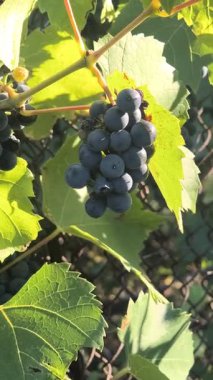 Olgun koyu üzümler, büyük yeşil yapraklarla çevrili metal bir çitle çevrili bir sarmaşığa asılmış. Güneş ışığı turkuaz arka planda canlı bir karşıtlık oluşturarak parlak meyveleri vurgular.