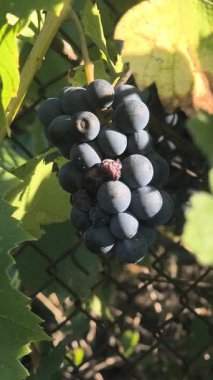 Olgun koyu üzümler, büyük yeşil yapraklarla çevrili metal bir çitle çevrili bir sarmaşığa asılmış. Güneş ışığı turkuaz arka planda canlı bir karşıtlık oluşturarak parlak meyveleri vurgular.