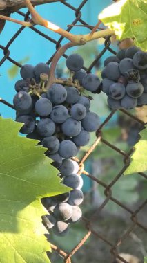 Olgun koyu üzümler, büyük yeşil yapraklarla çevrili metal bir çitle çevrili bir sarmaşığa asılmış. Güneş ışığı turkuaz arka planda canlı bir karşıtlık oluşturarak parlak meyveleri vurgular.