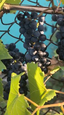Olgun koyu üzümler, büyük yeşil yapraklarla çevrili metal bir çitle çevrili bir sarmaşığa asılmış. Güneş ışığı turkuaz arka planda canlı bir karşıtlık oluşturarak parlak meyveleri vurgular.