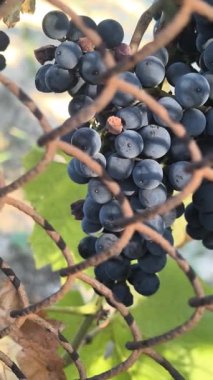 Olgun koyu üzümler, büyük yeşil yapraklarla çevrili metal bir çitle çevrili bir sarmaşığa asılmış. Güneş ışığı turkuaz arka planda canlı bir karşıtlık oluşturarak parlak meyveleri vurgular.