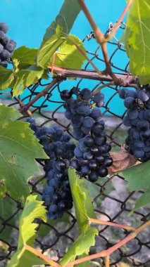 Olgun koyu üzümler, büyük yeşil yapraklarla çevrili metal bir çitle çevrili bir sarmaşığa asılmış. Güneş ışığı turkuaz arka planda canlı bir karşıtlık oluşturarak parlak meyveleri vurgular.