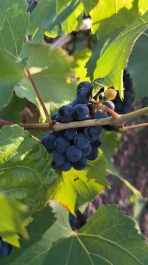 Olgun koyu üzümler, büyük yeşil yapraklarla çevrili metal bir çitle çevrili bir sarmaşığa asılmış. Güneş ışığı turkuaz arka planda canlı bir karşıtlık oluşturarak parlak meyveleri vurgular.