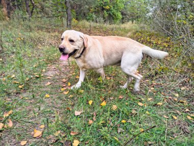 Mutlu Labrador Retriever 'lar kuru çimlerin üzerinde oturur ve ormanda dilleri dışarıda nefes nefese kalır. Sarı bir tasmayla ağaca bağlanmış, doğada huzurlu bir anın tadını çıkarıyor. 4k ağır çekim