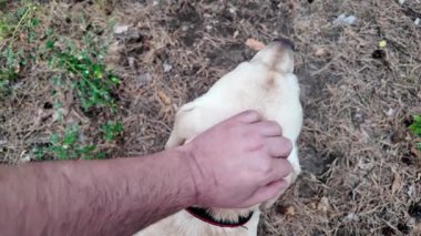 Mutlu Labrador Retriever 'lar kuru çimlerin üzerinde oturur ve ormanda dilleri dışarıda nefes nefese kalır. Sarı bir tasmayla ağaca bağlanmış, doğada huzurlu bir anın tadını çıkarıyor. 4k ağır çekim
