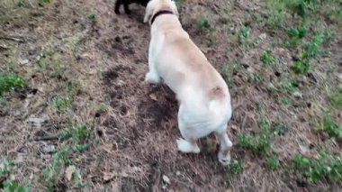 Mutlu Labrador Retriever 'lar kuru çimlerin üzerinde oturur ve ormanda dilleri dışarıda nefes nefese kalır. Sarı bir tasmayla ağaca bağlanmış, doğada huzurlu bir anın tadını çıkarıyor. 4k ağır çekim