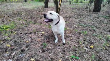 Mutlu Labrador Retriever 'lar kuru çimlerin üzerinde oturur ve ormanda dilleri dışarıda nefes nefese kalır. Sarı bir tasmayla ağaca bağlanmış, doğada huzurlu bir anın tadını çıkarıyor. 4k ağır çekim