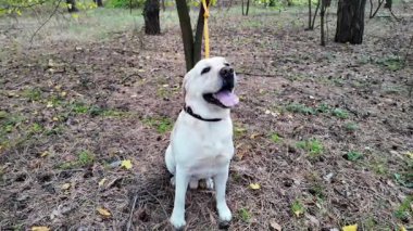 Mutlu Labrador Retriever 'lar kuru çimlerin üzerinde oturur ve ormanda dilleri dışarıda nefes nefese kalır. Sarı bir tasmayla ağaca bağlanmış, doğada huzurlu bir anın tadını çıkarıyor. 4k ağır çekim