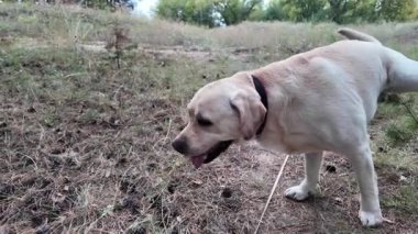 Mutlu Labrador Retriever 'lar kuru çimlerin üzerinde oturur ve ormanda dilleri dışarıda nefes nefese kalır. Sarı bir tasmayla ağaca bağlanmış, doğada huzurlu bir anın tadını çıkarıyor. 4k ağır çekim