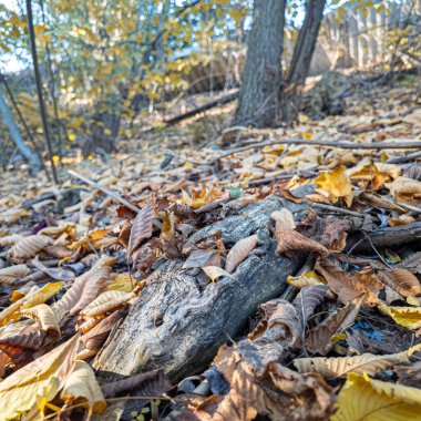 Sonbahar orman zemininde kuru yapraklar, dallar ve ağaç kabukları var. Doğal dokular ve toprak renkler, ekolojik ve doğa temaları için mükemmel mevsimsel bir orman atmosferi yaratır..
