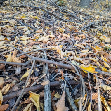 Sonbahar orman zemininde kuru yapraklar, dallar ve ağaç kabukları var. Doğal dokular ve toprak renkler, ekolojik ve doğa temaları için mükemmel mevsimsel bir orman atmosferi yaratır..