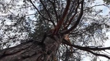 Aşağıdan uzun bir çam ağacı görünüyor. Kamera hareketli 4K video. Uzun çam ağaçları. Aşağıdan muhteşem bir orman manzarası. Çam ağacının alçak açılı görüntüsü. Mavi gökyüzüne karşı yeşil yapraklar. Doğa ve