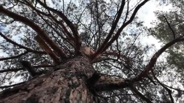 Aşağıdan uzun bir çam ağacı görünüyor. Kamera hareketli 4K video. Uzun çam ağaçları. Aşağıdan muhteşem bir orman manzarası. Çam ağacının alçak açılı görüntüsü. Mavi gökyüzüne karşı yeşil yapraklar. Doğa ve