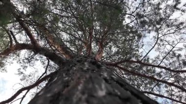 Aşağıdan uzun bir çam ağacı görünüyor. Kamera hareketli 4K video. Uzun çam ağaçları. Aşağıdan muhteşem bir orman manzarası. Çam ağacının alçak açılı görüntüsü. Mavi gökyüzüne karşı yeşil yapraklar. Doğa ve