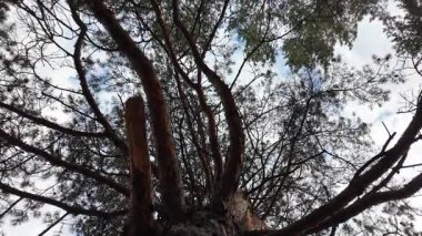 Aşağıdan uzun bir çam ağacı görünüyor. Kamera hareketli 4K video. Uzun çam ağaçları. Aşağıdan muhteşem bir orman manzarası. Çam ağacının alçak açılı görüntüsü. Mavi gökyüzüne karşı yeşil yapraklar. Doğa ve