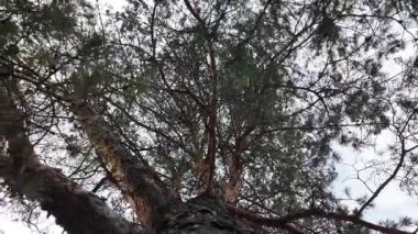 Aşağıdan uzun bir çam ağacı görünüyor. Kamera hareketli 4K video. Uzun çam ağaçları. Aşağıdan muhteşem bir orman manzarası. Çam ağacının alçak açılı görüntüsü. Mavi gökyüzüne karşı yeşil yapraklar. Doğa ve