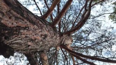 Aşağıdan uzun bir çam ağacı görünüyor. Kamera hareketli 4K video. Uzun çam ağaçları. Aşağıdan muhteşem bir orman manzarası. Çam ağacının alçak açılı görüntüsü. Mavi gökyüzüne karşı yeşil yapraklar. Doğa ve