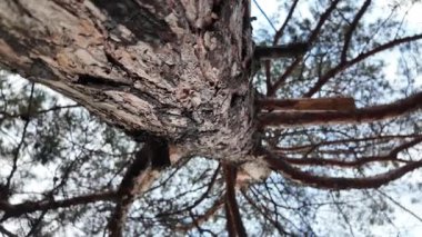 Aşağıdan uzun bir çam ağacı görünüyor. Kamera hareketli 4K video. Uzun çam ağaçları. Aşağıdan muhteşem bir orman manzarası. Çam ağacının alçak açılı görüntüsü. Mavi gökyüzüne karşı yeşil yapraklar. Doğa ve