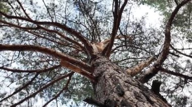 Aşağıdan uzun bir çam ağacı görünüyor. Kamera hareketli 4K video. Uzun çam ağaçları. Aşağıdan muhteşem bir orman manzarası. Çam ağacının alçak açılı görüntüsü. Mavi gökyüzüne karşı yeşil yapraklar. Doğa ve