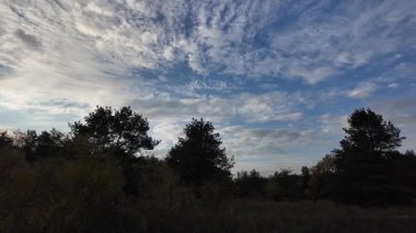 Orman ve bulutlu hava. 4K yavaş çekim videosu. Ormanda bir patika boyunca yürüyorum. Bulutlu gökyüzü ve ağaçlar. Çalıların arasından geçen patika boyunca parkta yürüyüş yapmak..