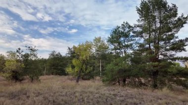 Orman ve bulutlu hava. 4K yavaş çekim videosu. Ormanda bir patika boyunca yürüyorum. Bulutlu gökyüzü ve ağaçlar. Çalıların arasından geçen patika boyunca parkta yürüyüş yapmak..