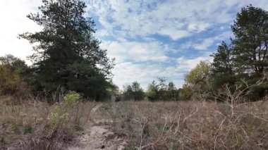 Orman ve bulutlu hava. 4K yavaş çekim videosu. Ormanda bir patika boyunca yürüyorum. Bulutlu gökyüzü ve ağaçlar. Çalıların arasından geçen patika boyunca parkta yürüyüş yapmak..