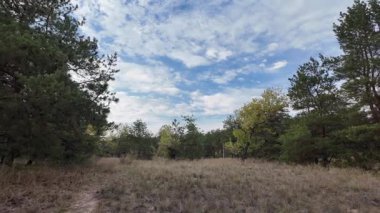 Orman ve bulutlu hava. 4K yavaş çekim videosu. Ormanda bir patika boyunca yürüyorum. Bulutlu gökyüzü ve ağaçlar. Çalıların arasından geçen patika boyunca parkta yürüyüş yapmak..