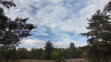 Orman ve bulutlu hava. 4K yavaş çekim videosu. Ormanda bir patika boyunca yürüyorum. Bulutlu gökyüzü ve ağaçlar. Çalıların arasından geçen patika boyunca parkta yürüyüş yapmak..