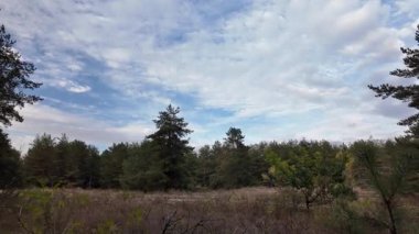 Orman ve bulutlu hava. 4K yavaş çekim videosu. Ormanda bir patika boyunca yürüyorum. Bulutlu gökyüzü ve ağaçlar. Çalıların arasından geçen patika boyunca parkta yürüyüş yapmak..