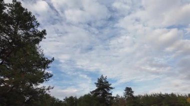 Orman ve bulutlu hava. 4K yavaş çekim videosu. Ormanda bir patika boyunca yürüyorum. Bulutlu gökyüzü ve ağaçlar. Çalıların arasından geçen patika boyunca parkta yürüyüş yapmak..