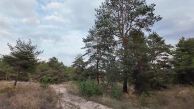 Orman ve bulutlu hava. 4K yavaş çekim videosu. Ormanda bir patika boyunca yürüyorum. Bulutlu gökyüzü ve ağaçlar. Çalıların arasından geçen patika boyunca parkta yürüyüş yapmak..