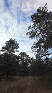 Orman ve bulutlu hava. Dikey video. 4K yavaş çekim videosu. Ormanda bir patika boyunca yürüyorum. Bulutlu gökyüzü ve ağaçlar. Ukrayna, çalıların arasından geçen patika boyunca parkta yürüyüş.