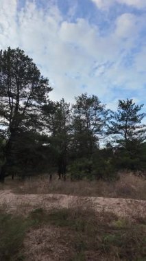 Orman ve bulutlu hava. Dikey video. 4K yavaş çekim videosu. Ormanda bir patika boyunca yürüyorum. Bulutlu gökyüzü ve ağaçlar. Ukrayna, çalıların arasından geçen patika boyunca parkta yürüyüş.