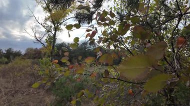 Sonbahar orman zemininde kuru yapraklar, dallar ve ağaç kabukları var. Doğal dokular ve toprak renkler, ekolojik ve doğa temaları için mükemmel mevsimsel bir orman atmosferi yaratır. dikey video