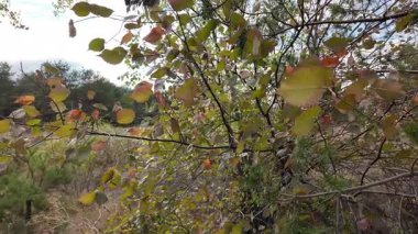 Sonbahar orman zemininde kuru yapraklar, dallar ve ağaç kabukları var. Doğal dokular ve toprak renkler, ekolojik ve doğa temaları için mükemmel mevsimsel bir orman atmosferi yaratır. dikey video
