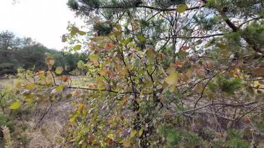 Sonbahar orman zemininde kuru yapraklar, dallar ve ağaç kabukları var. Doğal dokular ve toprak renkler, ekolojik ve doğa temaları için mükemmel mevsimsel bir orman atmosferi yaratır. dikey video