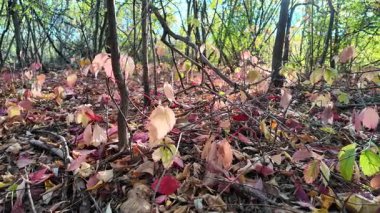 Sonbaharda yerde yabani üzüm yaprakları olur. Sonbahar ormanındaki kırık ağaçlar, yabani üzümler arasında fırtına hasarı. Sonbahar arkaplanı. Kırmızı sonbahar yaprakları. Doğa geçmişi. Sonbahar atmosferi..
