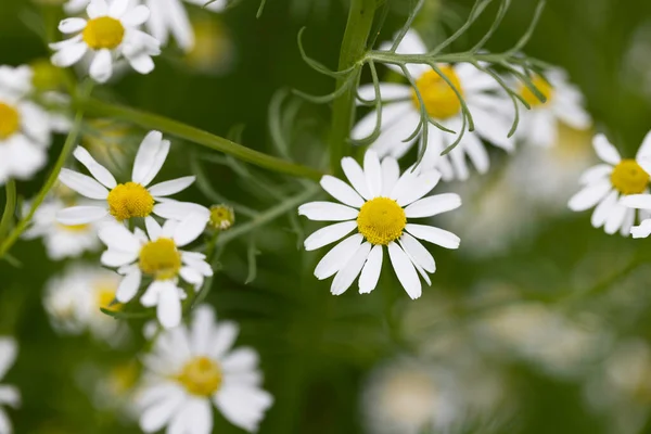 Kwiaty Rumianku Zewnątrz Ogrodzie Orientacja Pozioma Obraz Stockowy