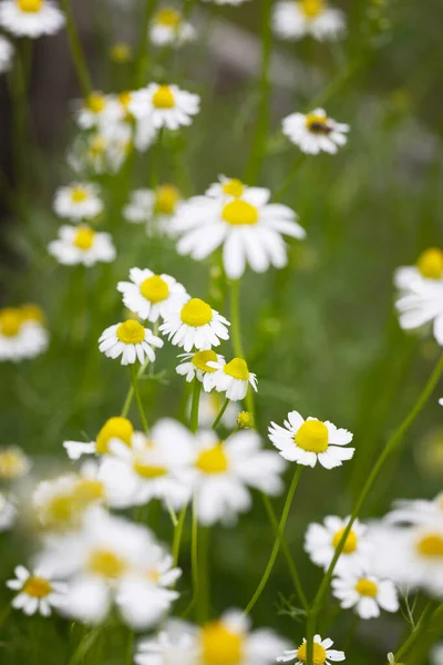 Chamomile Flowers Outdoors Garden Vertical Orientation Royalty Free Stock Photos