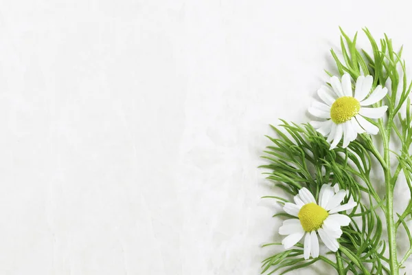 Frische Helle Kamillenblüten Auf Heller Marmoroberfläche Mit Kopierraum Stockbild