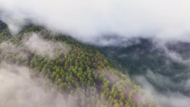 Aerial View Landscape Valley Pine Trees Clouds Paso Palma Island — Stock Video