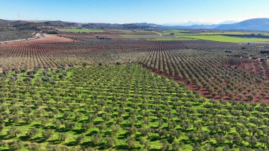Zeytin yağı, yeşil ve braun Earth üretimi için 4k hava aracı görüntüsü. Endülüs, Güney İspanya.