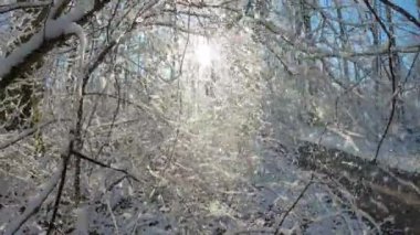 Ağaçlardan eriyen karların altın güneşin önüne düştüğü bir ormanda yavaş çekim sahnesi.